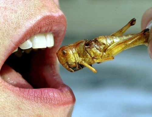 Mangiare insetti salverà il mondo?