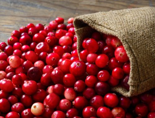 Il Cranberry: le proprietà del mirtillo rosso americano